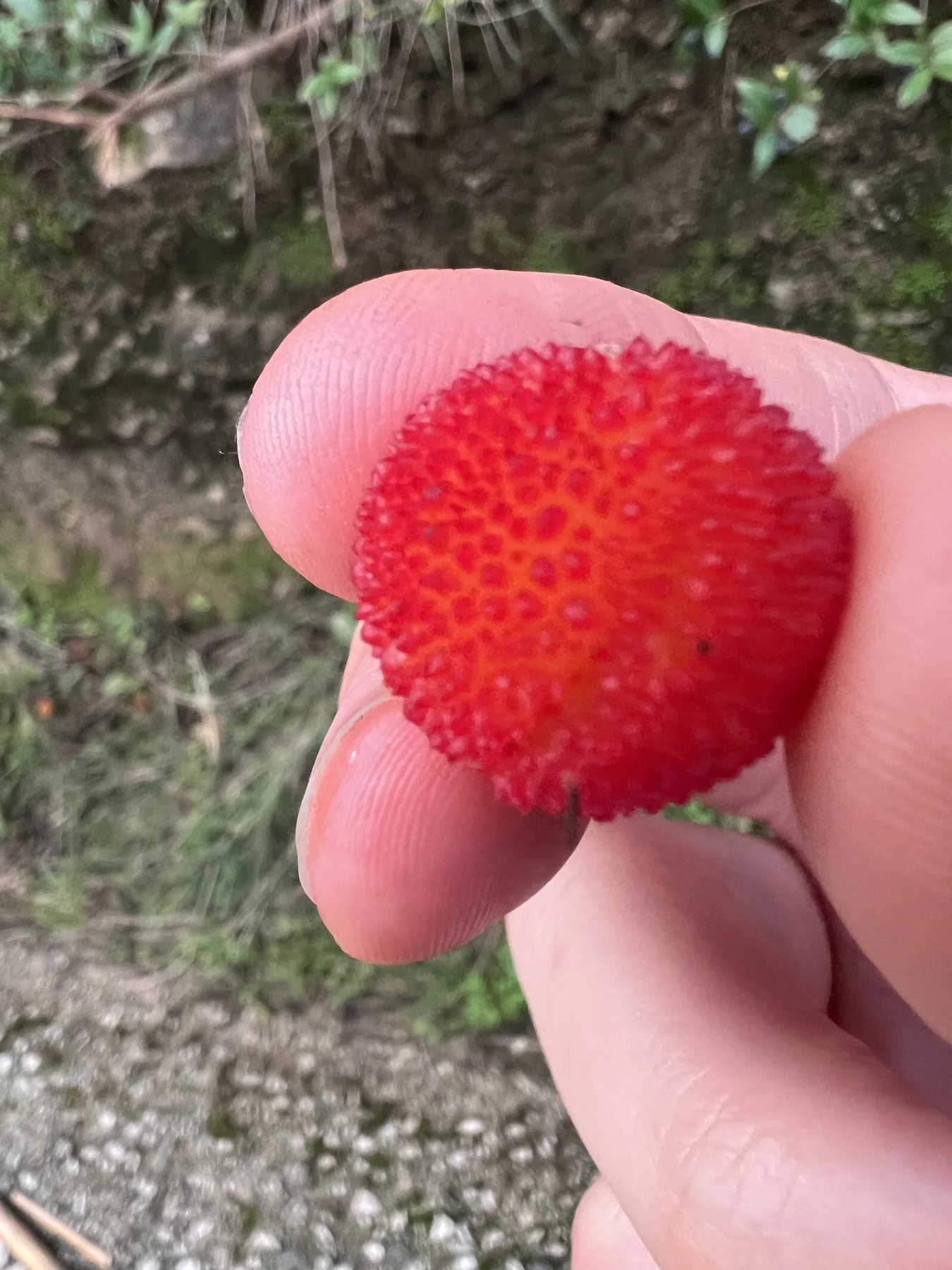 Arbutus unedo berry — bright red, spiky texture, held between fingers