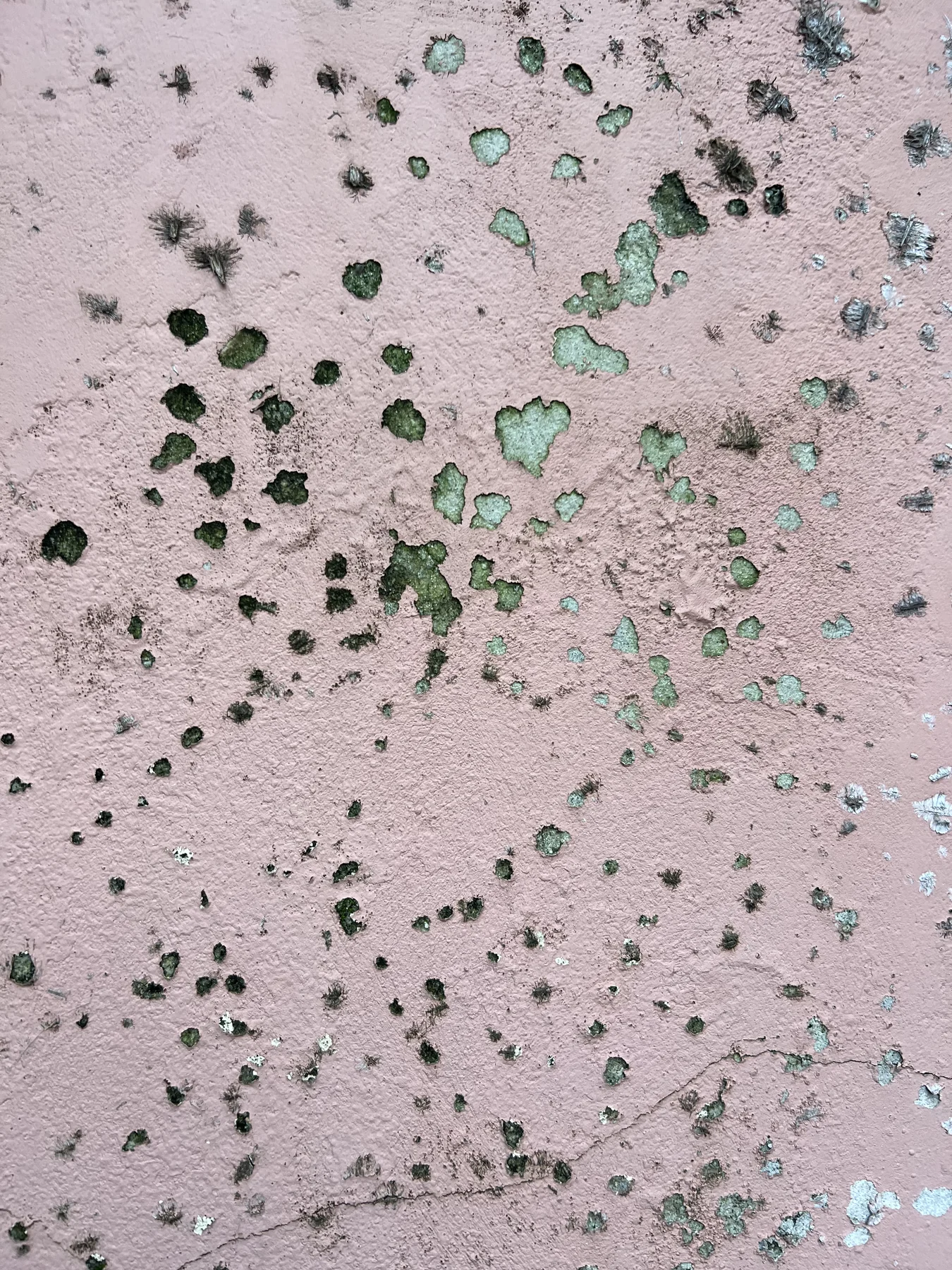 Pink rendered wall colonised by green lichen — scattered circular forms