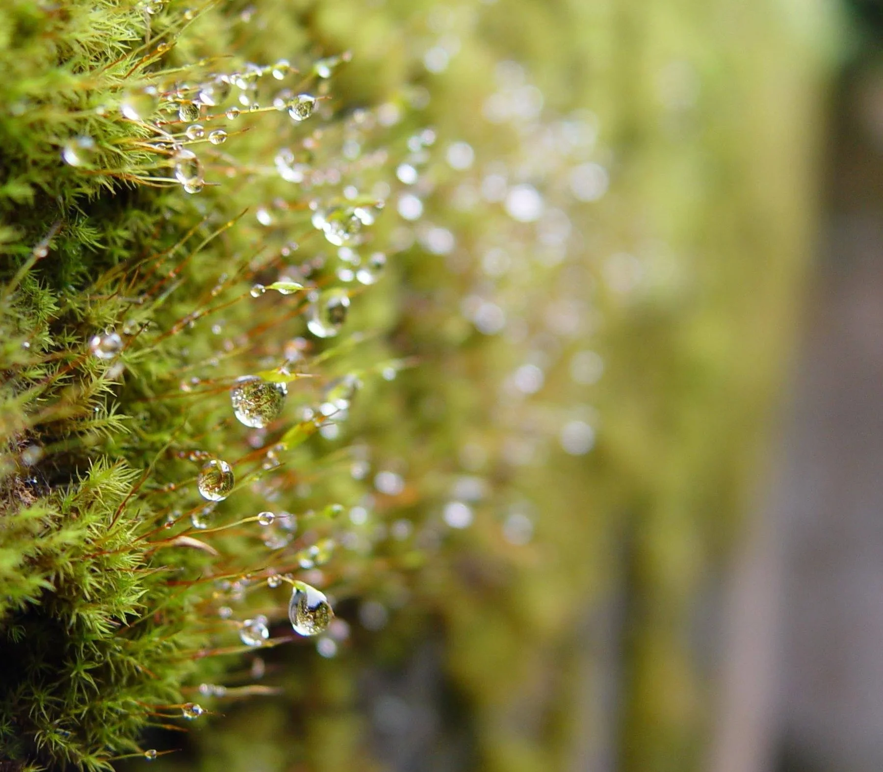 Green — Moss with water droplets