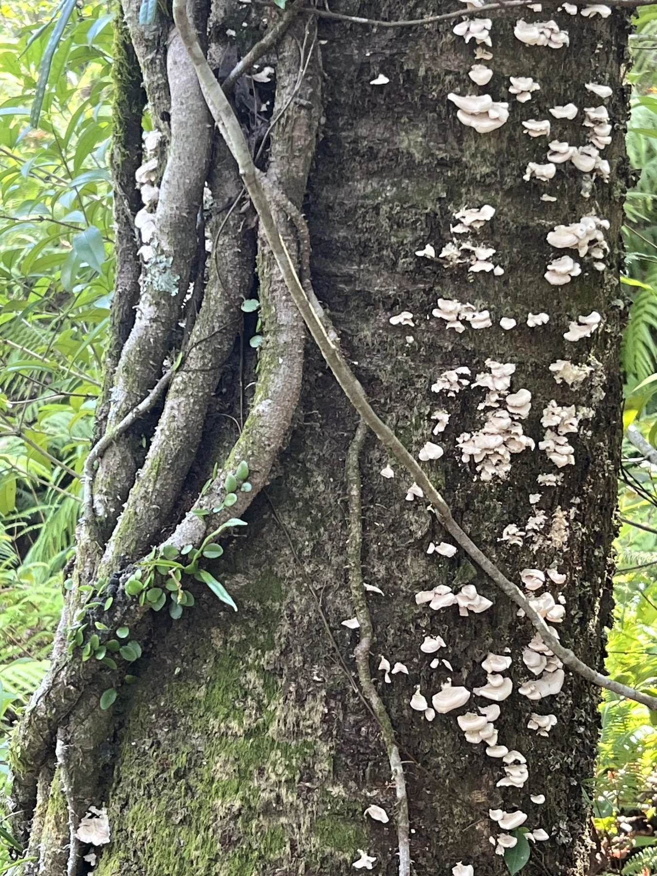 Bracket fungi on bark