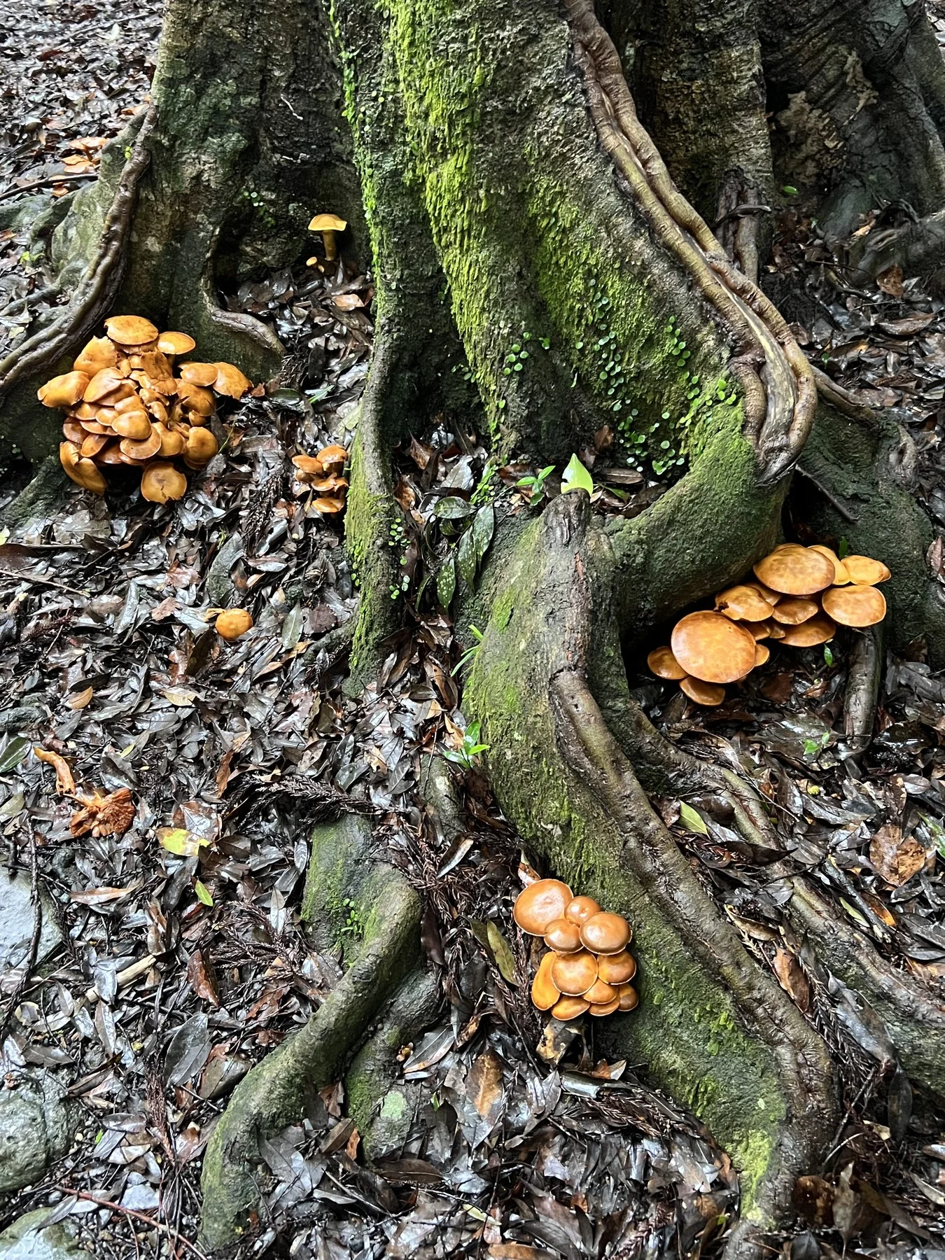 Golden mushrooms clustered at mossy tree root