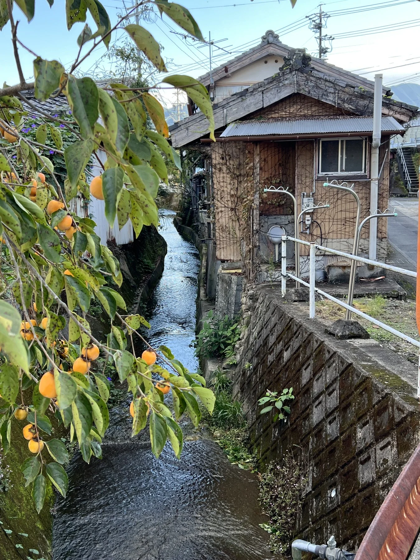 Persimmon tree, village canal