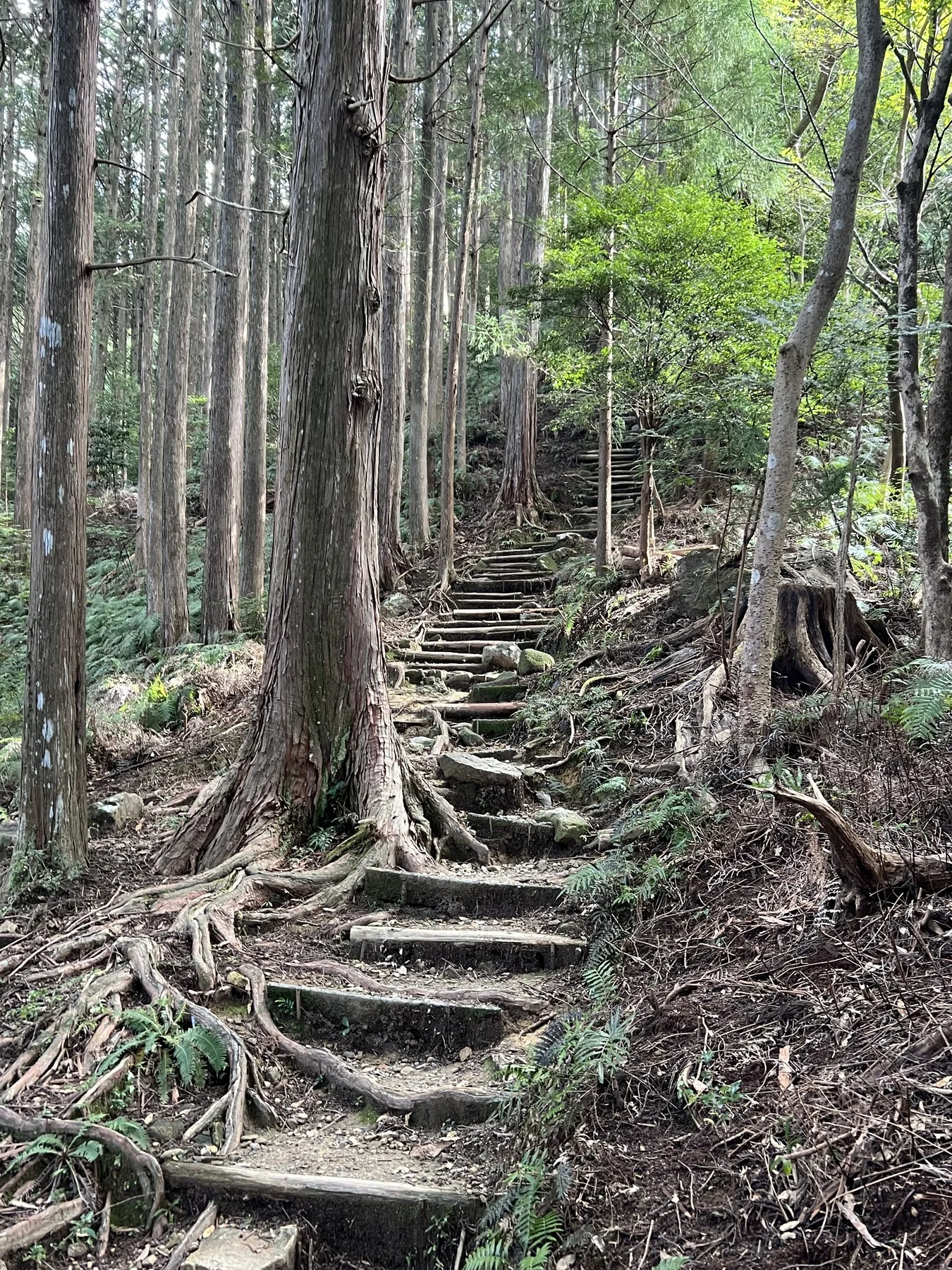 Stone steps rising through cedar forest, exposed roots