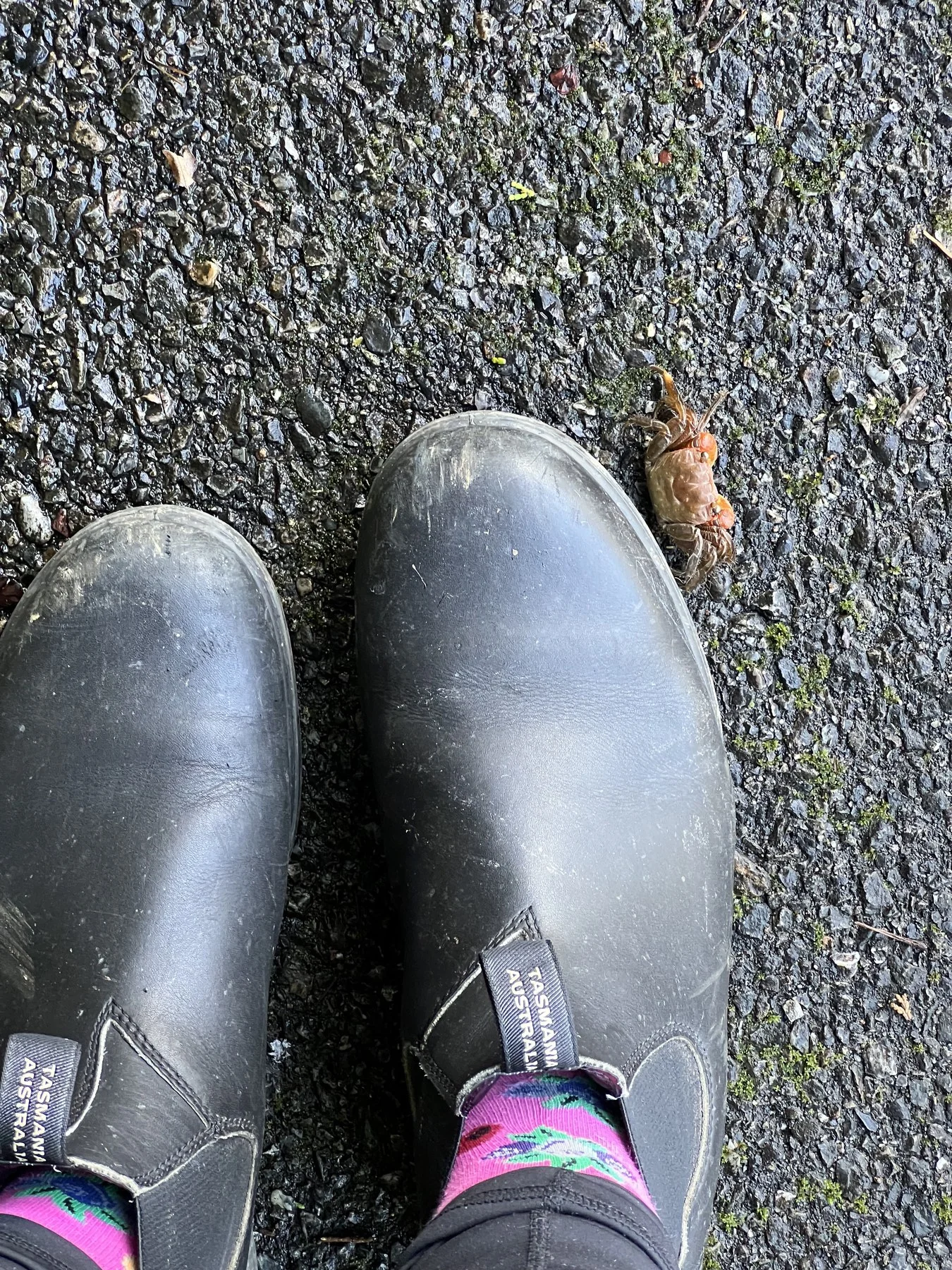 Boots on wet road, found form — Still Warm documentation