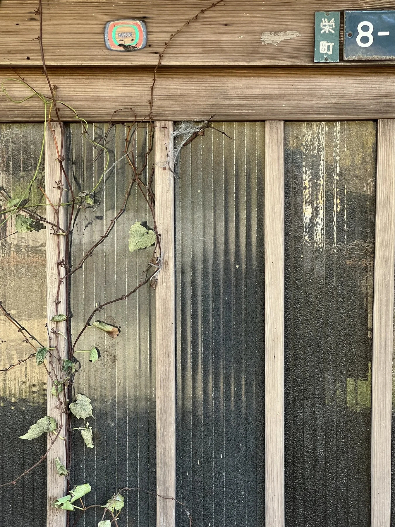 Vine on wooden doors