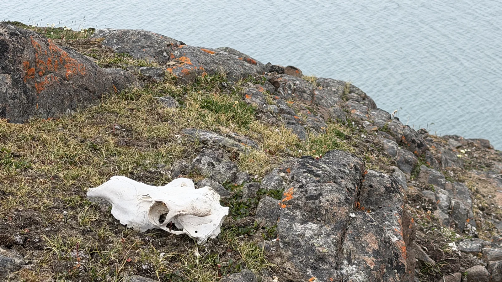 Still Cold — Svalbard fieldwork, a reindeer cranium above the fjord
