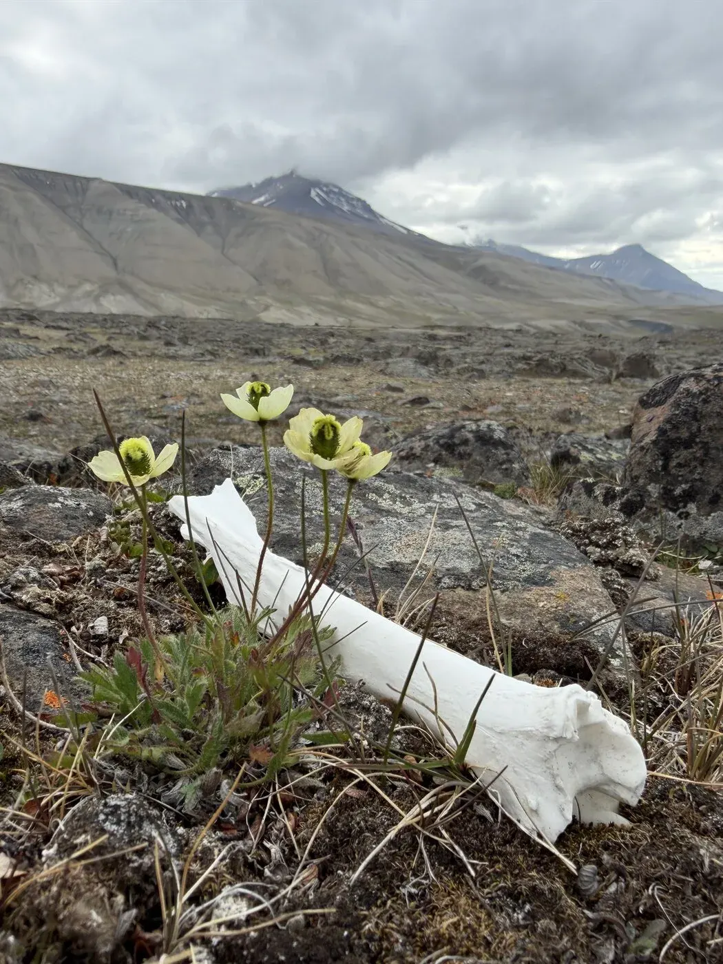 A reindeer long bone and Svalbard poppies in the moraine, mountains beyond